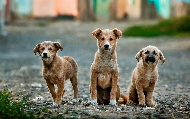 anettkämpfer Coach und Personaltraining für Hundehalter